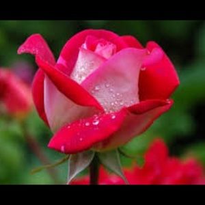 Meet your Posher, Janelle